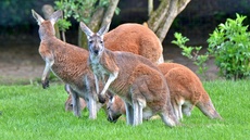 Rotes Riesenkänguru_5.jpg